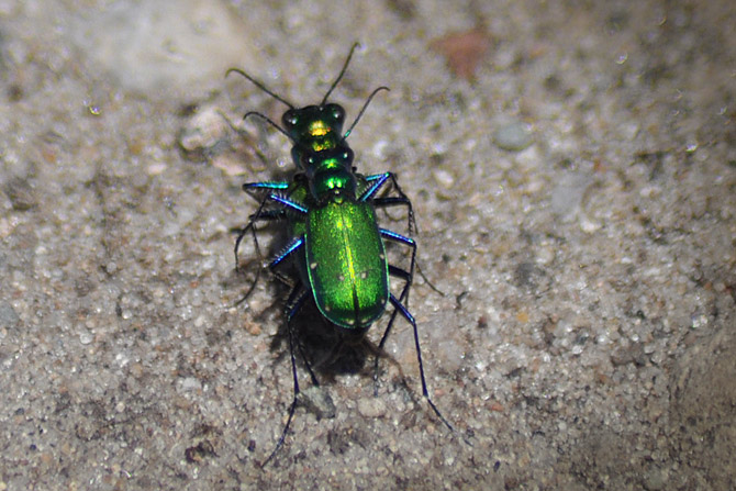 Six-spotted-Tiger-Beetle1