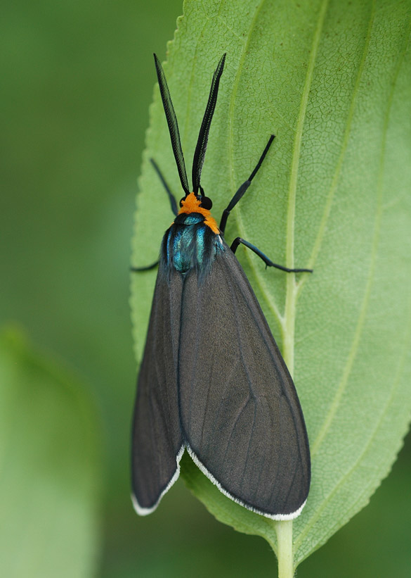 Virginia-Ctenucha-Moth