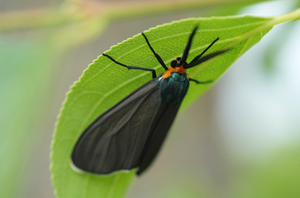 Virginia-Ctenucha-Moth1