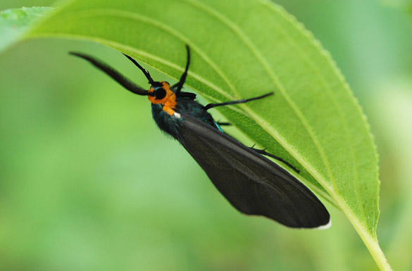 Virginia-Ctenucha-Moth2