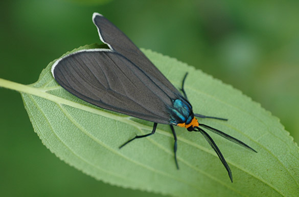 Virginia-Ctenucha-Moth4