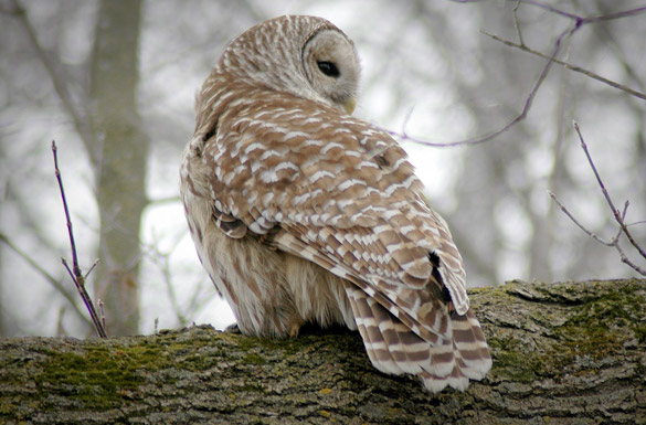 barred-owl261deffa50a