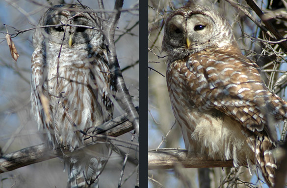 barred-owl4 new