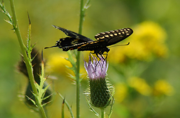 black-swallowtail