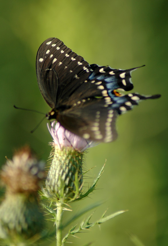 black-swallowtail 585-wide