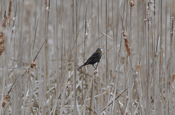blackbird-female