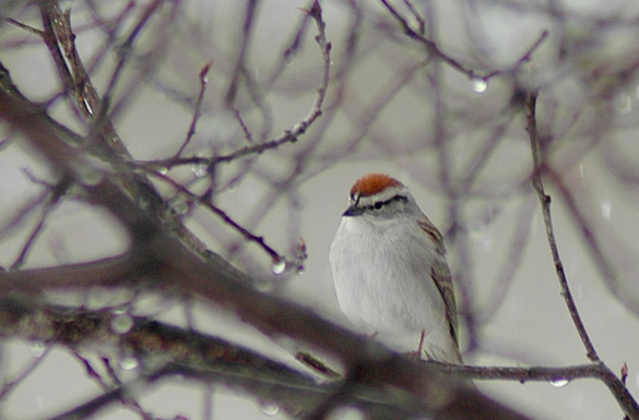 chipping-sparrow1