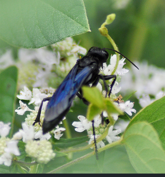 giant-black-wasp1