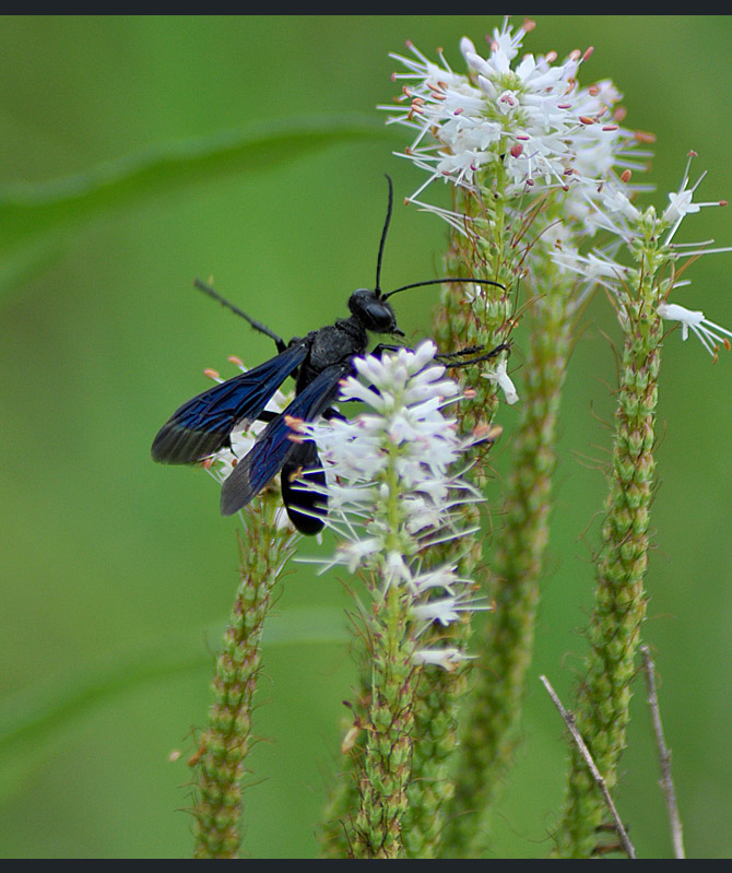 giant-black-wasp5