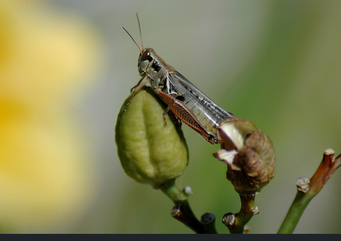 grasshopper1823f0e4592