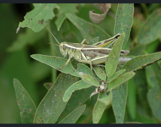 grasshopper2875b02b5ec