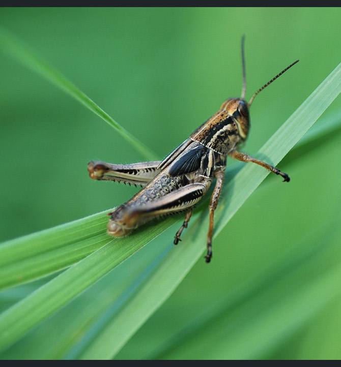 grasshopper5