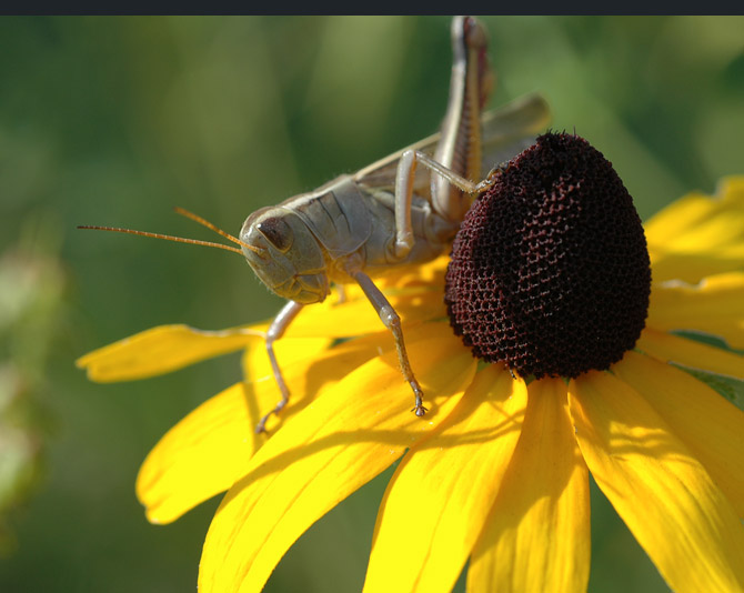 grasshopper6