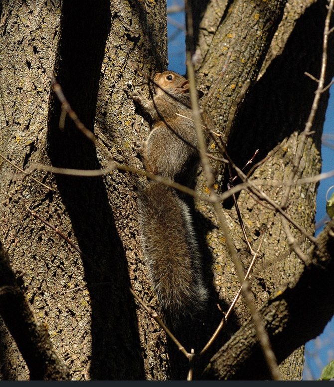 gray-squirrelcd18b481b8
