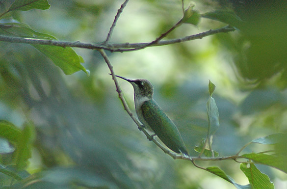 hummingbird141586c7aa7