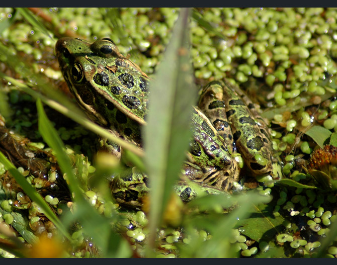 leopard-frog4