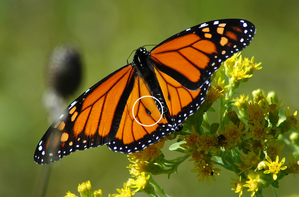 monarch-male1104b67de25
