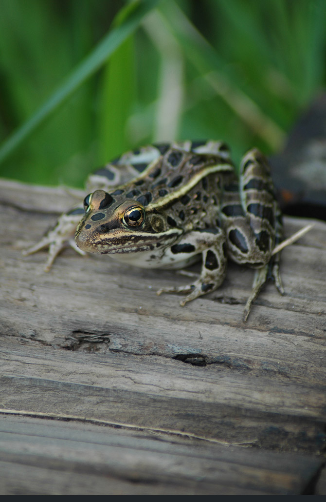 northern-leopard-frog1 new