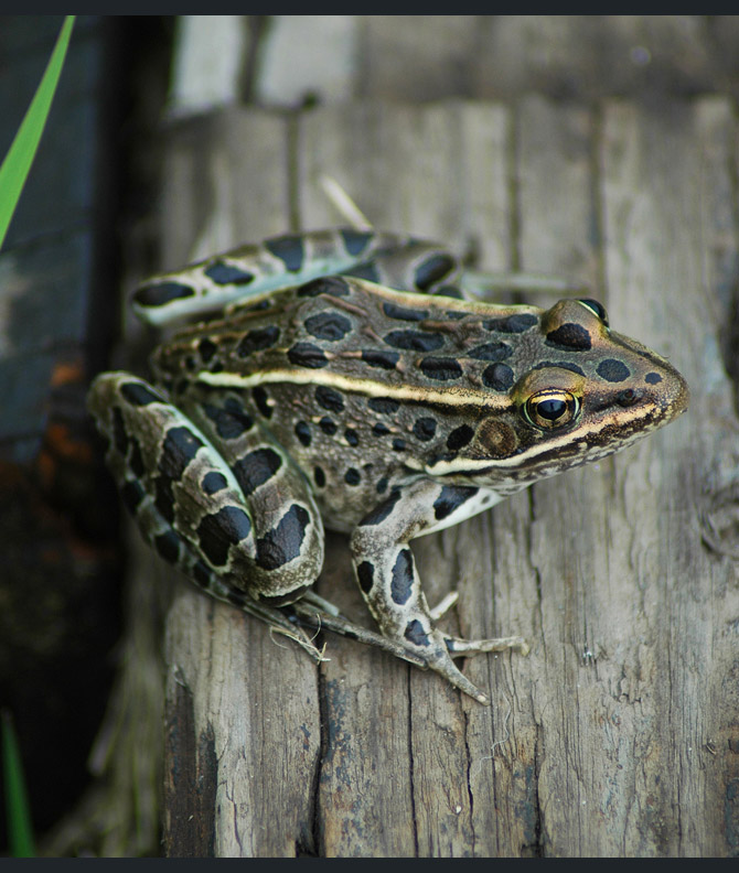 northern-leopard-frog2