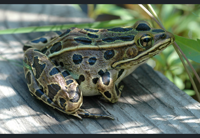 northern-leopard-frog3