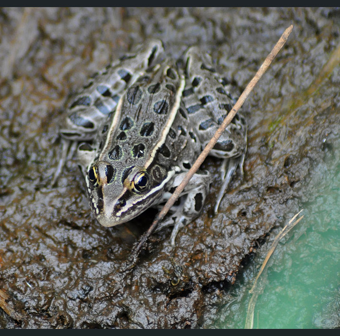 northern-leopard-frog4 new