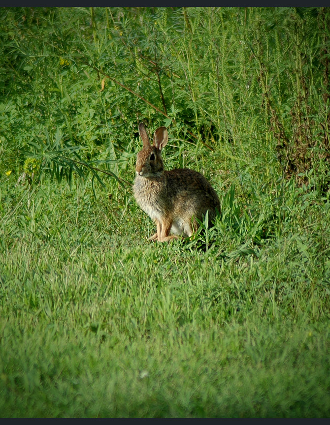 rabbit3