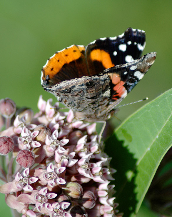 red-admiral 585-width