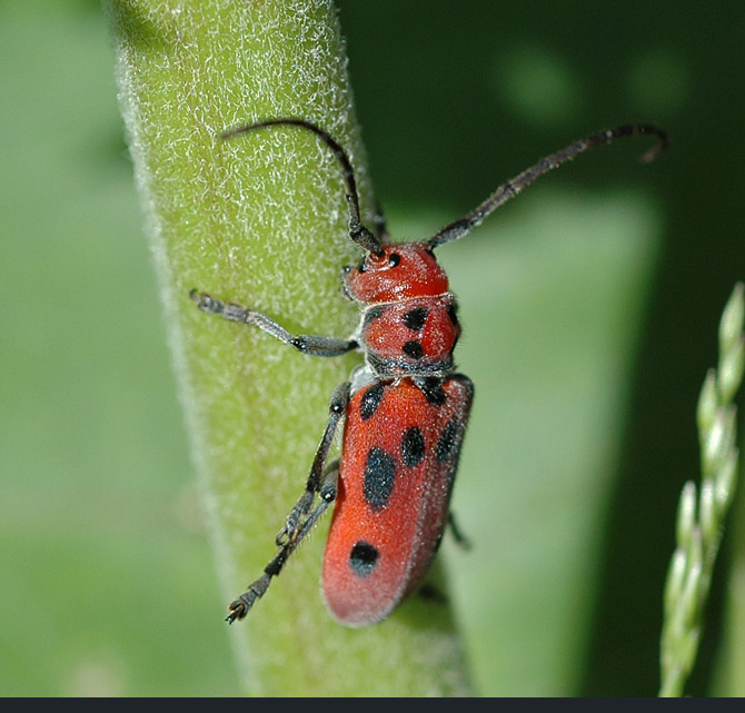 red-milkweed-beetle1