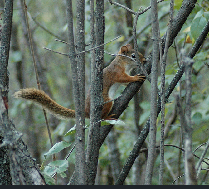 red-squirrel15de5fd4942