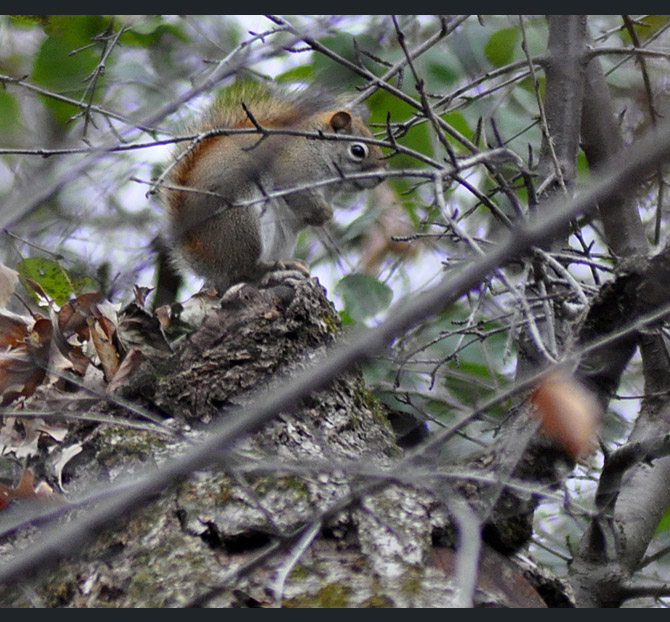 red-squirrel2