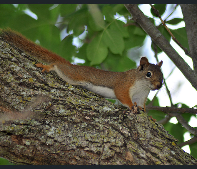 red-squirrel248d05d5364
