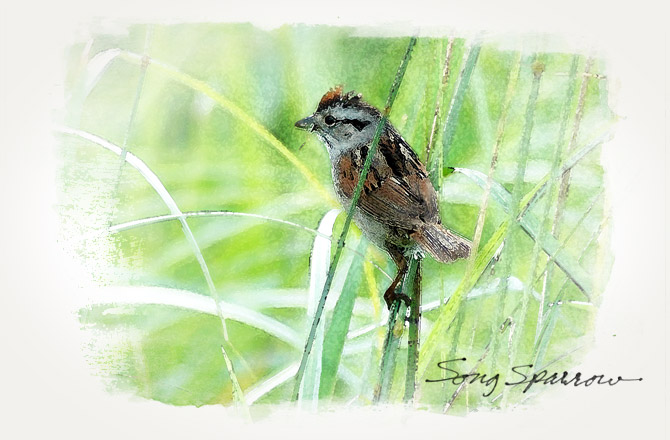 song-sparrow1