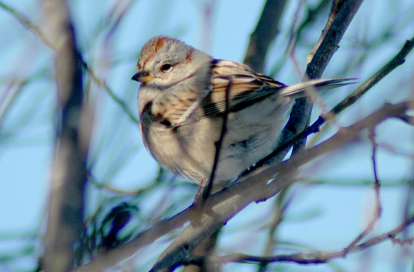 tree-sparrow1