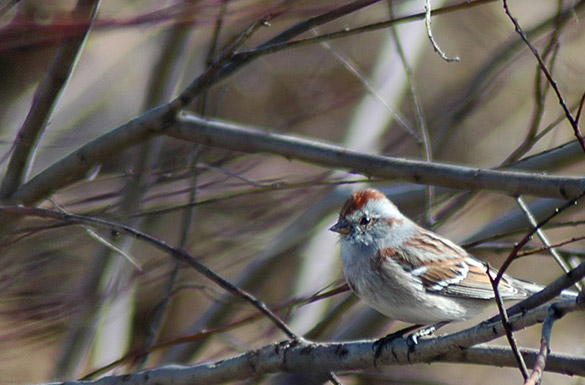 tree-sparrow185c0c6df5f