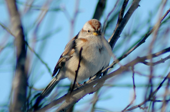 tree-sparrow2