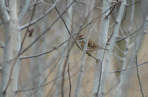 tree-sparrow2c8beb5596a