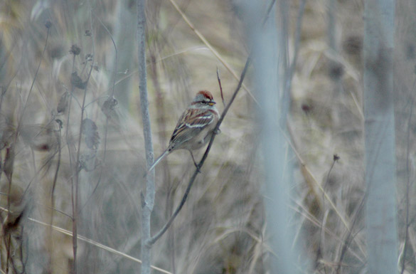 tree-sparrow3