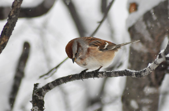 tree-sparrow4