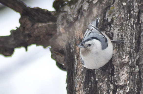 white-breasted-nuthatch2