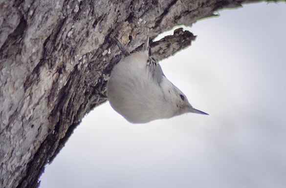 white-breasted-nuthatch3
