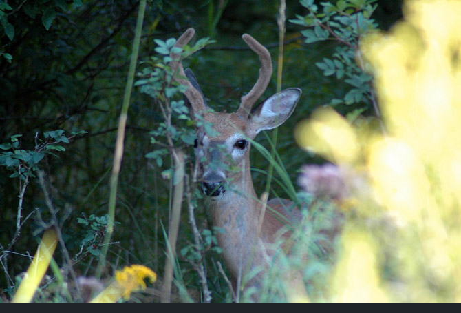 whitetail-deer1