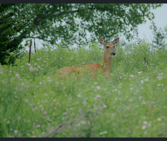 whitetail-deer3