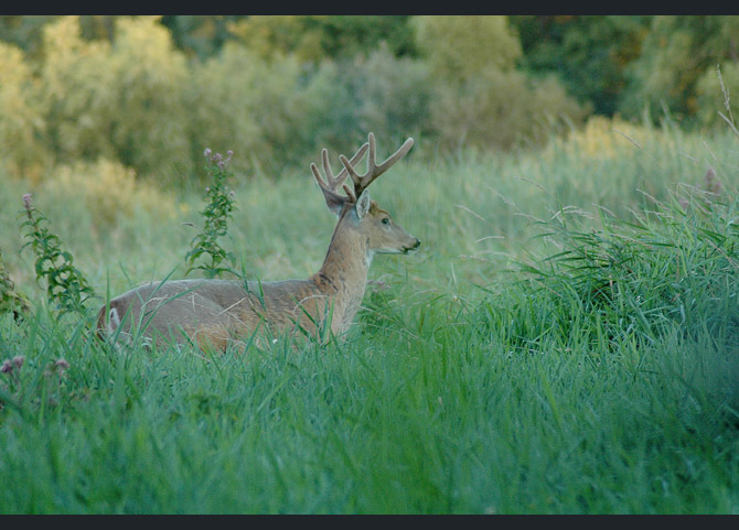 whitetail-deer5