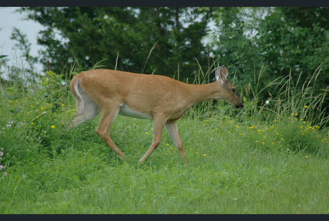 whitetail-deer68205d1d70