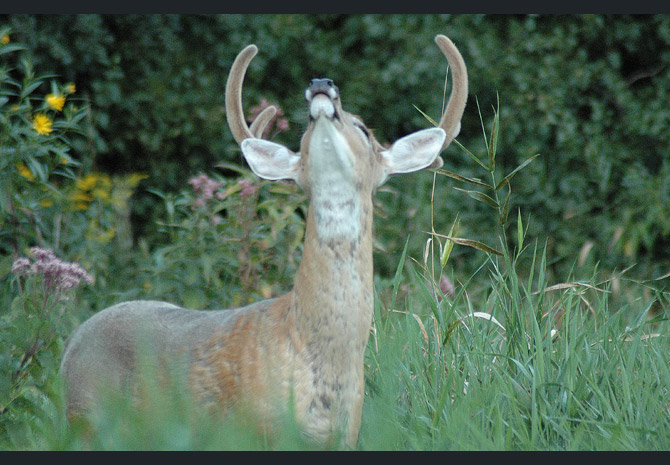 whitetail-deer8
