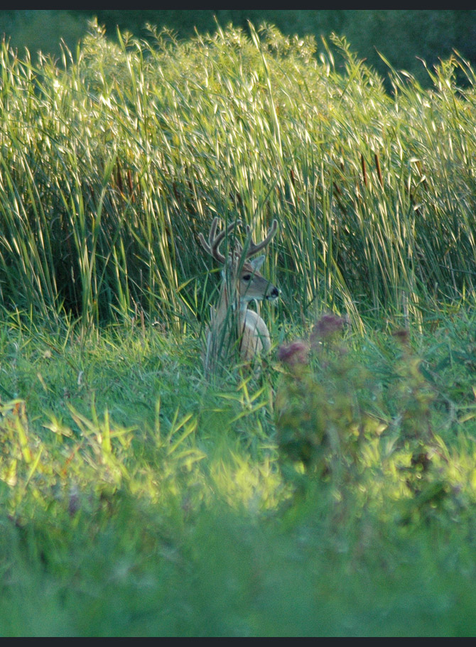 whitetail-deer9