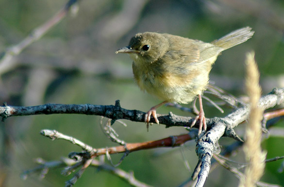 yellowthroat-female-juvenile