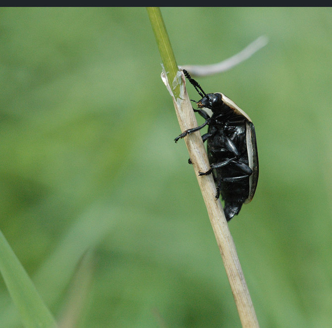 American-Carrion-Beetle2