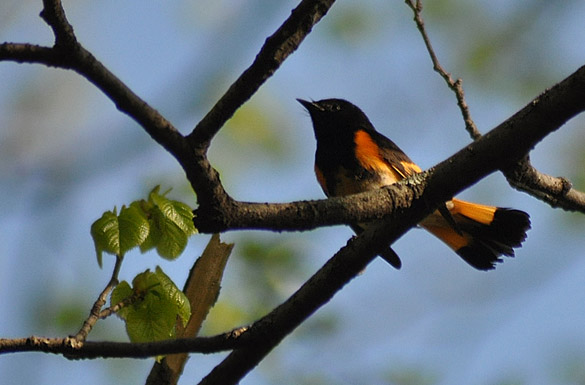 American-Redstart2