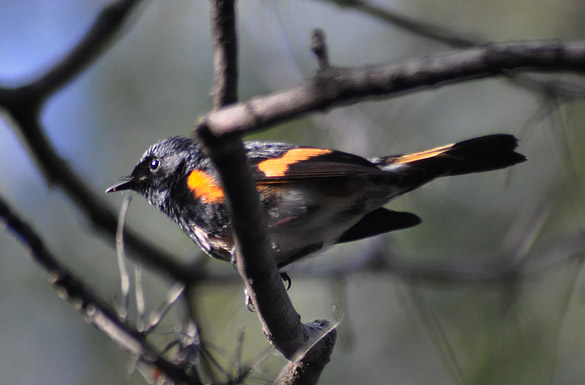 American-Redstart4